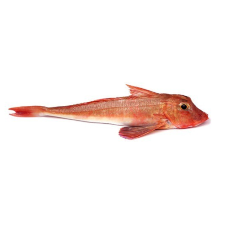 Pesce Coccio Gallinella 1 Kg circa